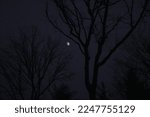 The moon between two trees