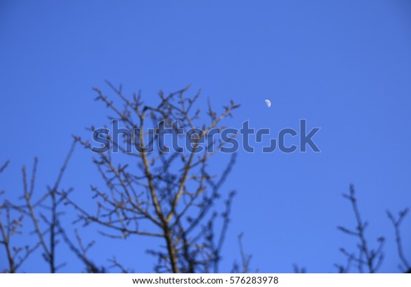 Moon in the blue\
sky, half moon, plum\
trees,