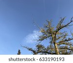The moon by the tree