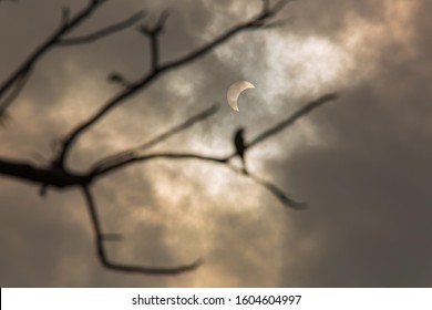 188 Eclipse with bird silhouette Images, Stock Photos & Vectors ...