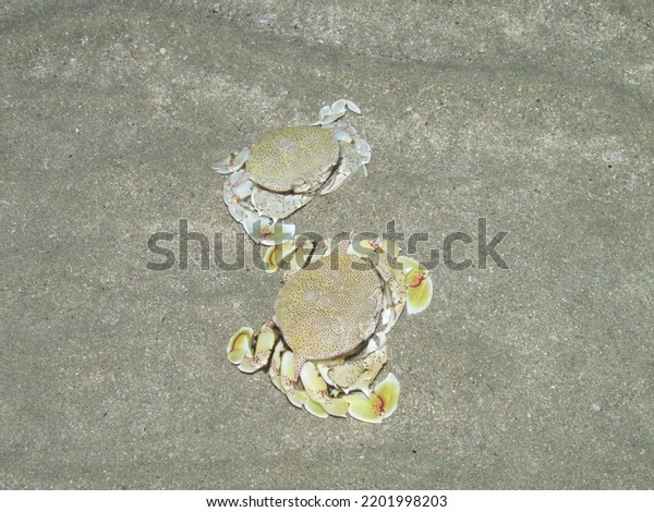 Moon crabs are mostly nocturnal, and got
their common name from their typically pale round carapace. They
are usually found on sandy
substrates.