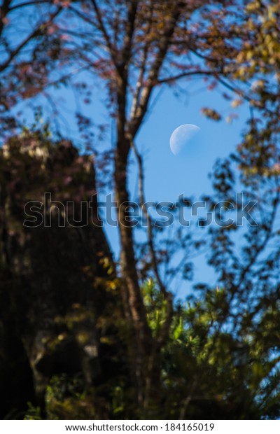 The moon in day
time