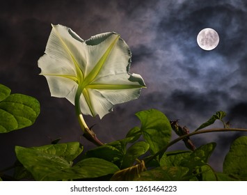 Moon Garden High Res Stock Images Shutterstock