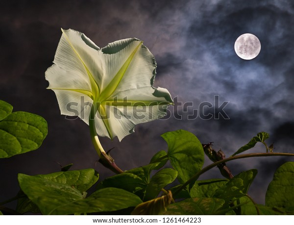 Moon\
flower (Ipomoea alba) with full moon (composite).\
