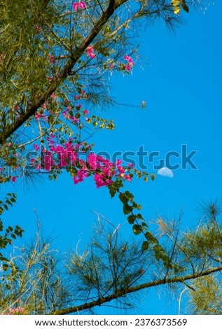 moon and flowers in the morning with the blue skies.