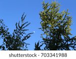 Moon hiding between two pine trees