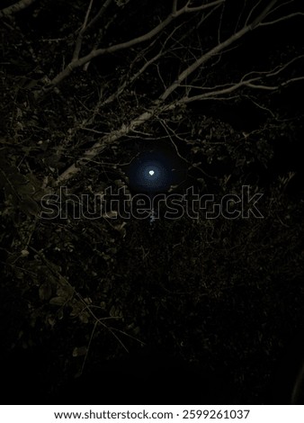 Moon inbetween the trees at night
