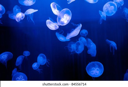 Moon Jellyfish.