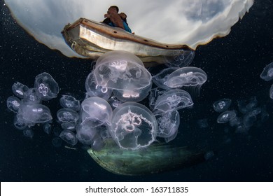 Moon Jellyfish (Aurelia Aurita) Aggregate In An Ocean Gyre In Eastern Indonesia. This Species Of Jellyfish Is Found Throughout Most Of The World's Oceans.