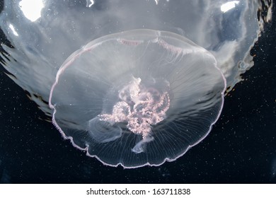 Moon Jellyfish (Aurelia Aurita) Aggregate In An Ocean Gyre In Eastern Indonesia. This Species Of Jellyfish Is Found Throughout Most Of The World's Oceans.