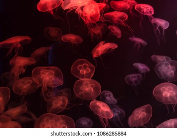 Moon Jellyfish Aurelia Aurita Red Translucent Stock Photo 1086285884 ...