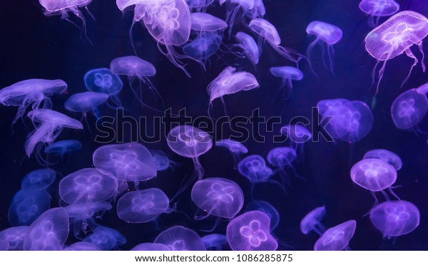 Moon jellyfish Aurelia\
aurita red translucent color and dark background. Aurelia aurita\
(also called the common jellyfish, moon jellyfish, moon jelly, or\
saucer jelly)