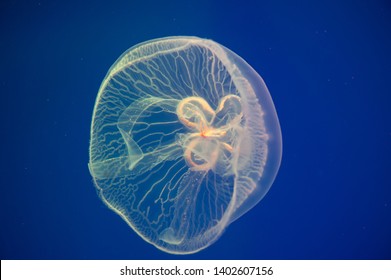 Moon jellyfish Aurelia aurita in the water. Aurelia aurita (also called the common jellyfish, moon jellyfish, moon jelly, or saucer jelly) 