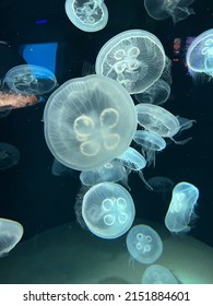 Moon Jellyfish At Baltimore National Aquarium