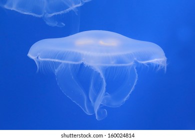 Moon Jellyfish In Blue Water