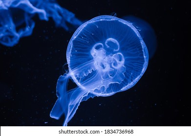 Moon jellyfish closeup ( Aurelia aurita)      