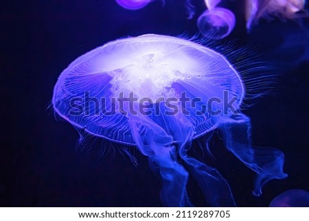 Moon Jellyfish floating in fluorescent aquarium. Moon Jellyfish is an Aurelia aurita species living in tropical waters of the Indian, Pacific and Atlantic oceans.