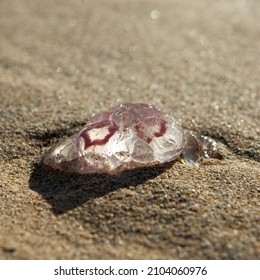 
Moon Jellyfish Is The Most Common Of The Jellyfish We See Around The UK And Are Identifiable By Their Four Pink Rings, Their Reproductive Organs.

