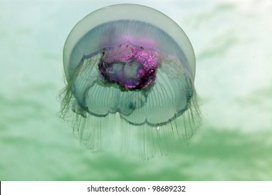 Moon Jellyfish In The Red Sea