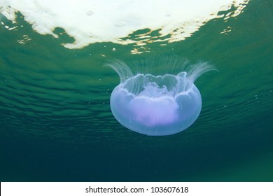 Moon Jellyfish In The Sea