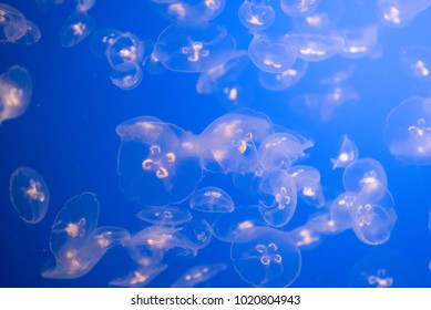 Moon Jellyfish Swarm