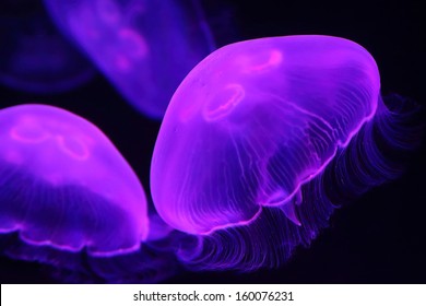 Moon Jellyfish In The Water