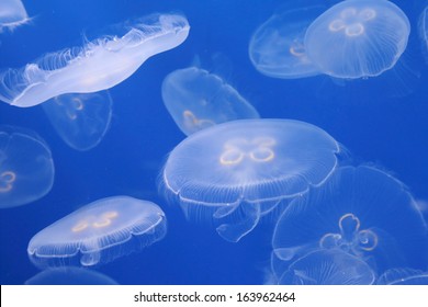 Moon Jellyfish In The Water