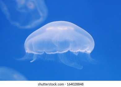 Translucent Moon Jelly Jellyfish Aurelia Aurita In Blue Water Stock Photo Image Of Aurita Ocean 209971644