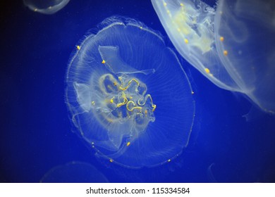 Moon, also known as common jellyfish, over blue background