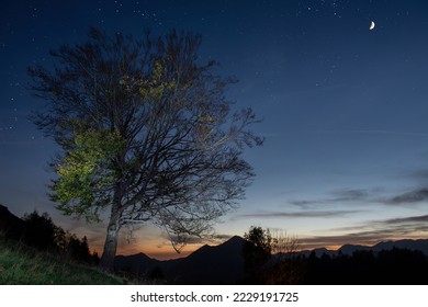 Moon lighting up tree in the evening