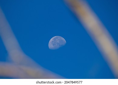 Moon in the middle of the daytime with trees used as framing