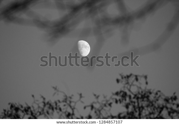 Moon in the middle of\
trees (Nature)