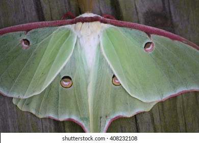 Indian Luna Moth Hd Stock Images Shutterstock