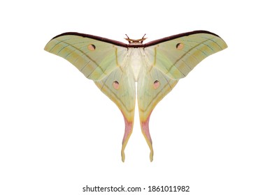 Moon Moth or Actias maenas isolated on white background, Beautiful night butterfly