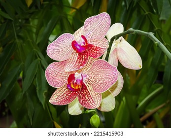 Moon Orchid Blooming In The Yard