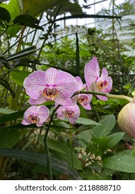 Moon orchid or moth orchid flower. Aphrodite phalaenopsis pink flower on a greenhouse.