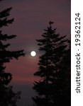 Moon Over the Forest