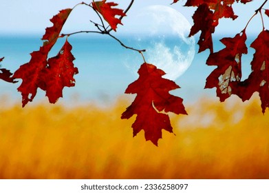 moon peaking through fall colour leaf                       