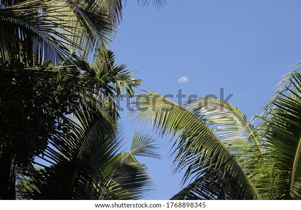 Moon Picture With Palm\
Tree