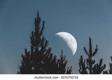 The Moon And Pine Tress 