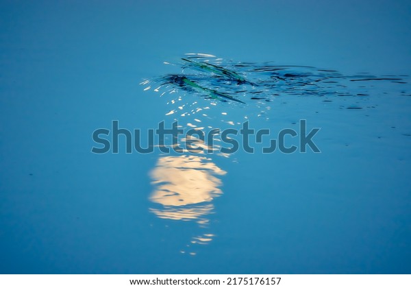 Moon is reflected in\
blue water of small river. Water vegetation. Evening time.\
Picturesque nature.