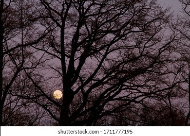 Moon Between Branches Images Stock Photos Vectors Shutterstock