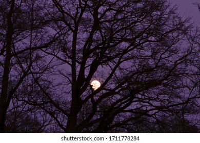 Moon Between Branches Images Stock Photos Vectors Shutterstock