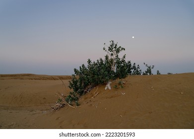 Moon Set. View Of Thar Desert Sand Dunes , Pre Dawn Light Before Sun Rise And Moon Setting Off In The Sky. Rajasthan, India. Akondo, Calotropis Gigantea, The Crown Flower Shrub Has Grown In Desert.