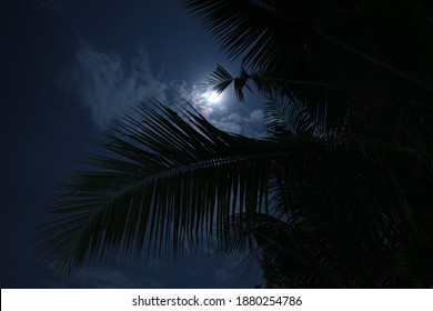 8,243 Palm and moon Stock Photos, Images & Photography | Shutterstock