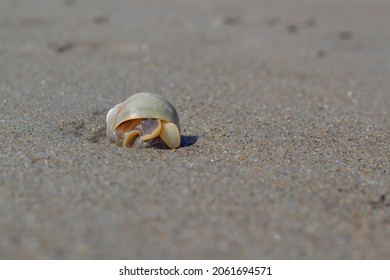 Moon Snail Oozing Through Sand At Low Tide, Crane Beach, North Shore Boston, Massachusetts