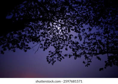 Moon Through the branches of the trees at the midnight of a winter where the sky is seen blue in the shining boon. 