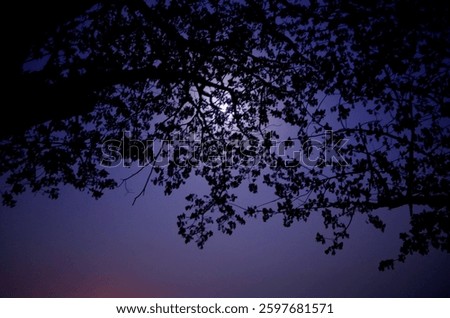 Moon Through the branches of the trees at the midnight of a winter where the sky is seen blue in the shining boon. 