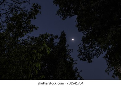 Moon Through Trees