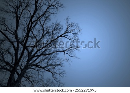 Moon and tree. Leafless Oak tree branches silhouette. Black and blue. Natural oak tree branches on a blue background. Silhouettes of a dark  forest with textured trees. Winter background. Darkness